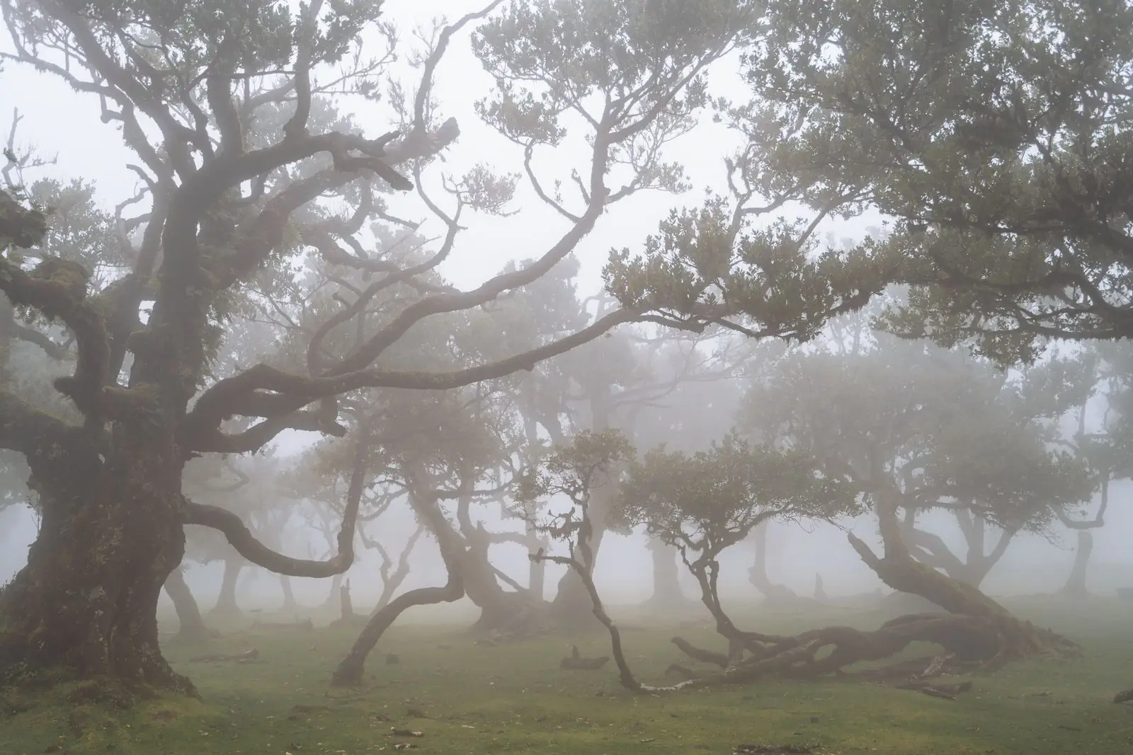 Bosque de laurisilva envuelto en bruma