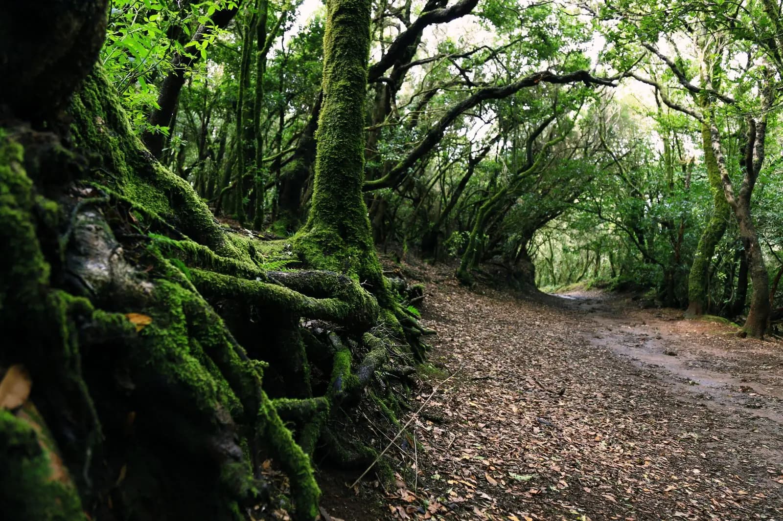 Sendero de laurisilva en La Orotava, Tenerife