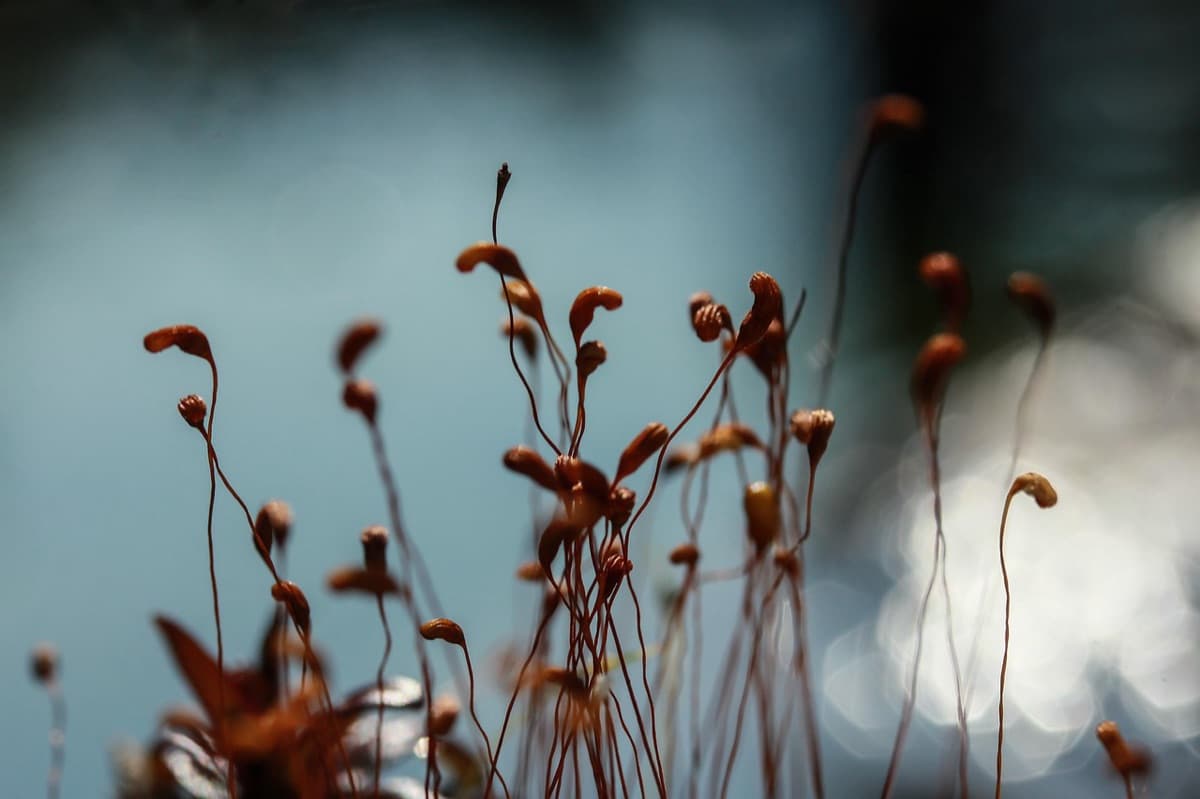 Imagen de portada del artículo: 5 señales claras de que tu sistema nervioso necesita un reset